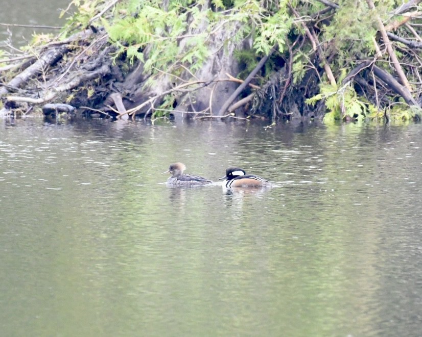 Hooded Merganser - ML618293109