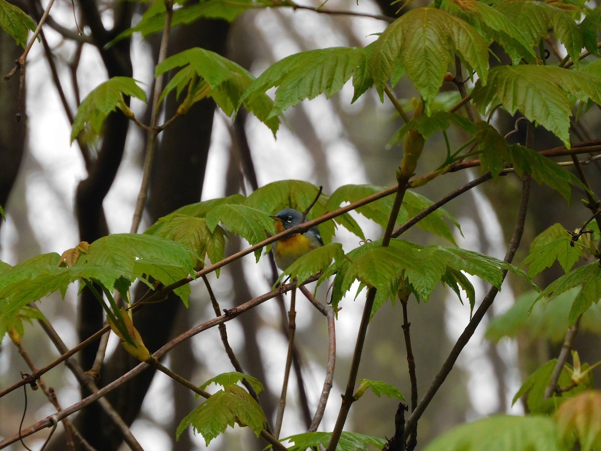 Northern Parula - ML618293111