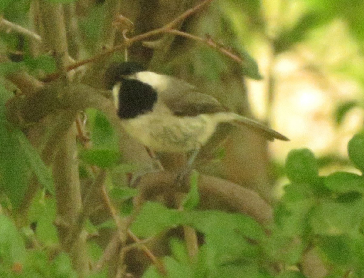 Carolina Chickadee - ML618293120