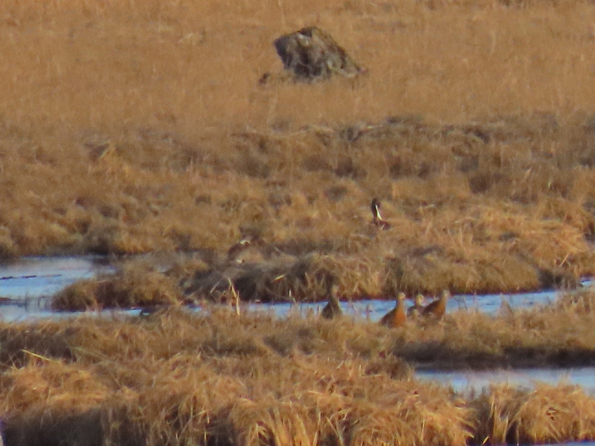 Hudsonian Godwit - Laura Burke