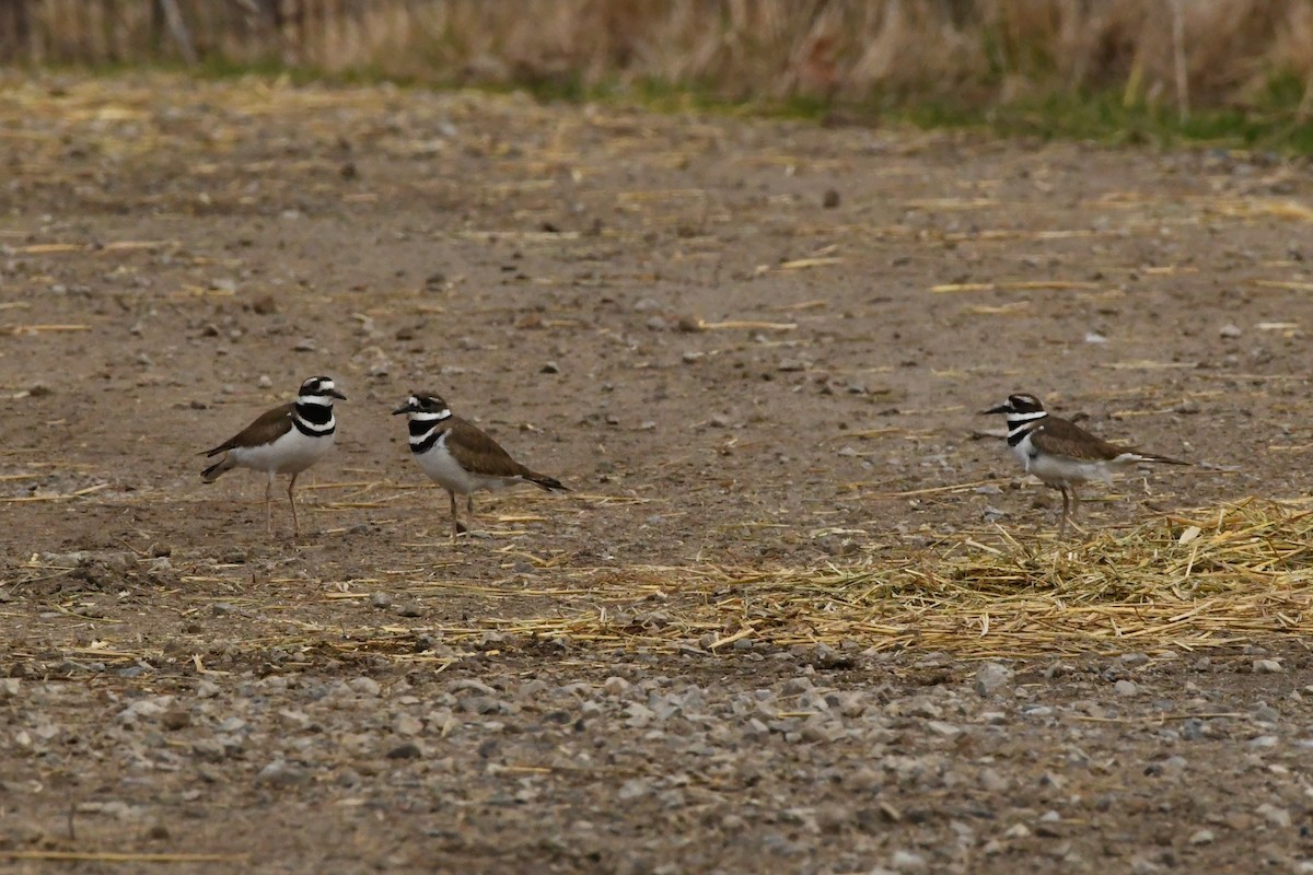 Killdeer - ML618293135