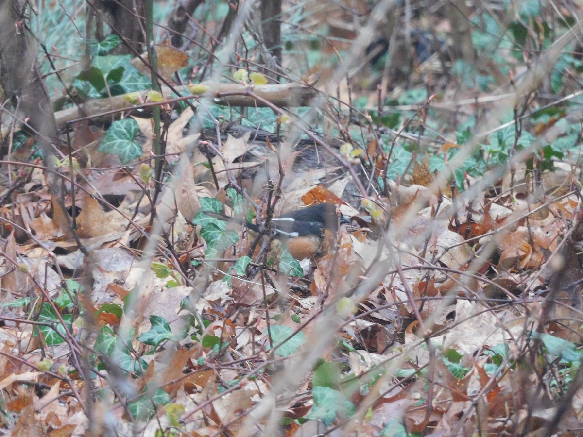 Eastern Towhee - ML618293138