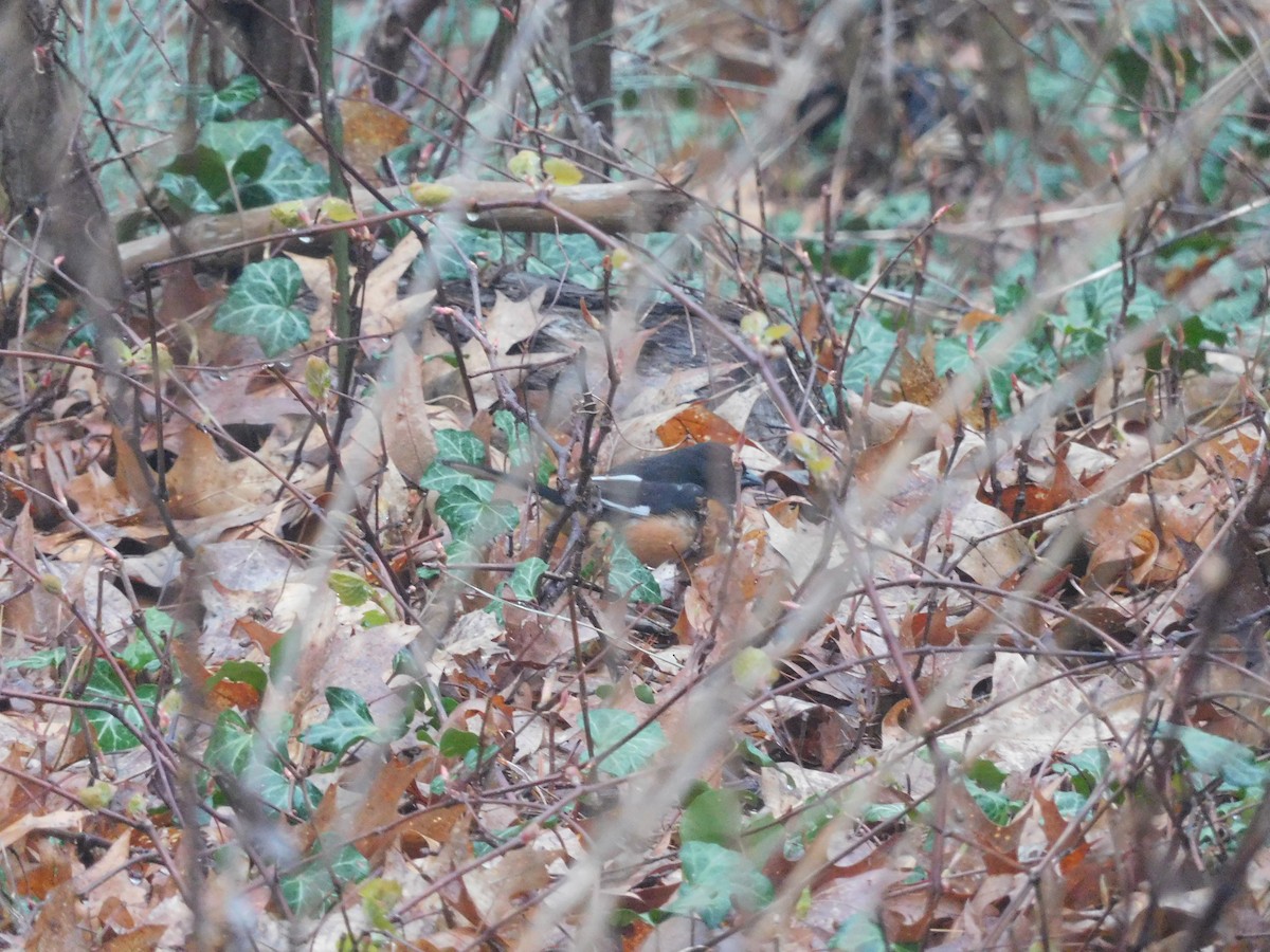 Eastern Towhee - Charles Chu