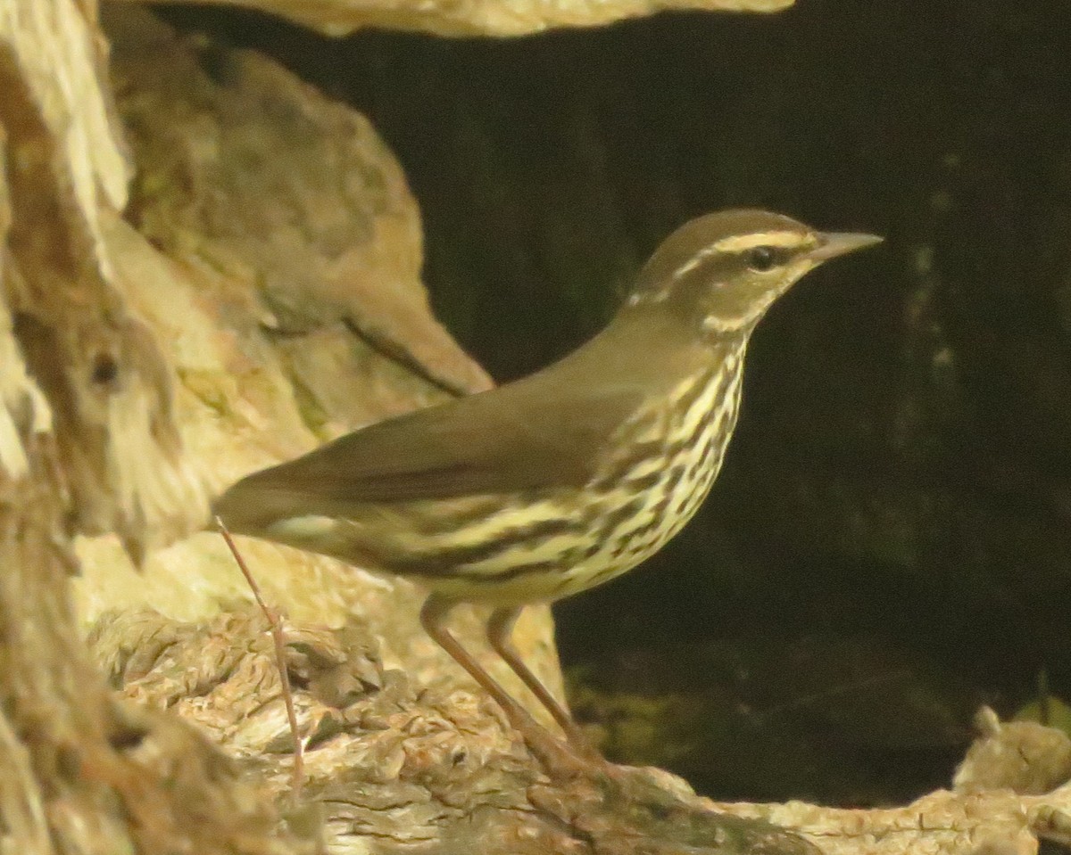 Northern Waterthrush - ML618293158