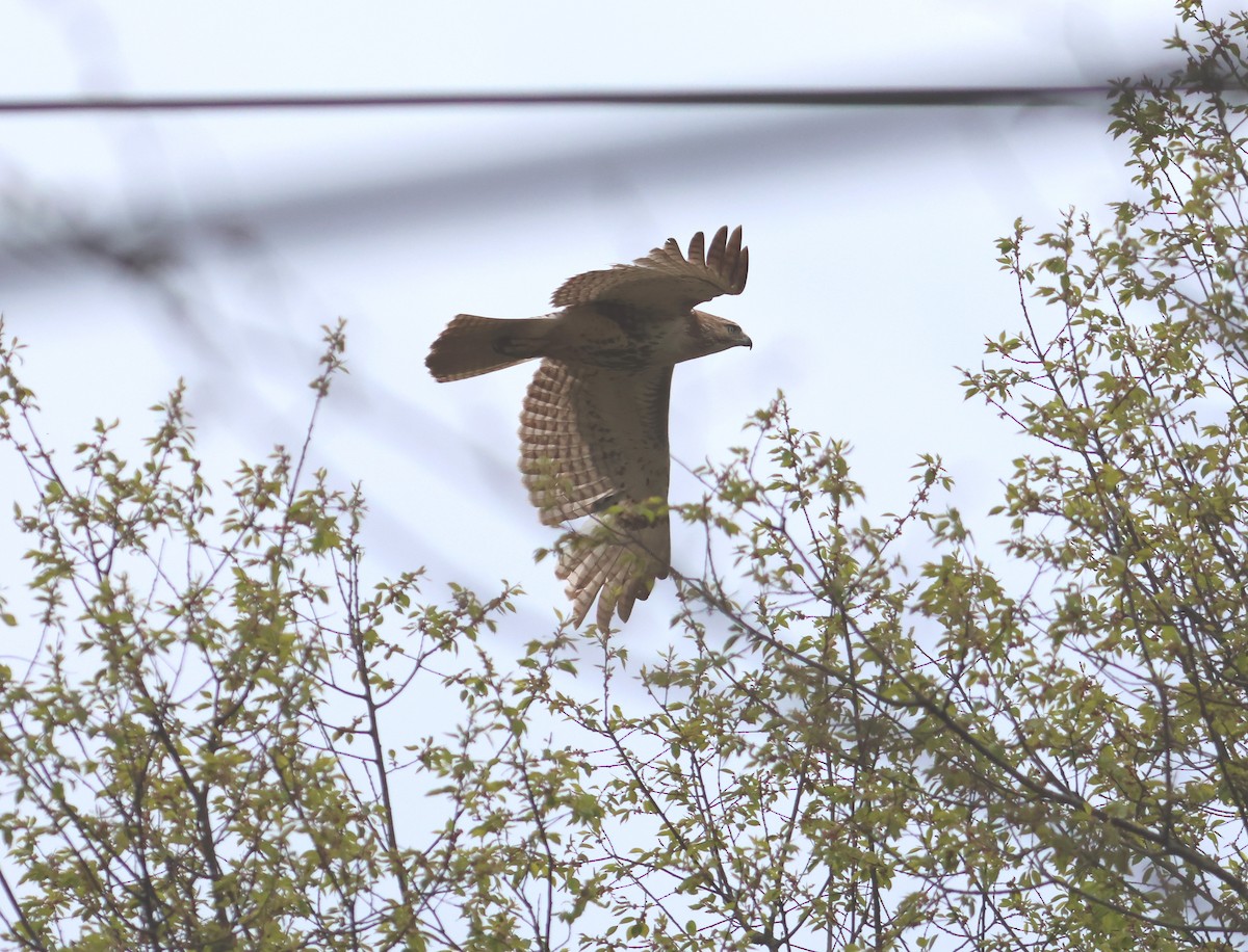 Rotschwanzbussard - ML618293162