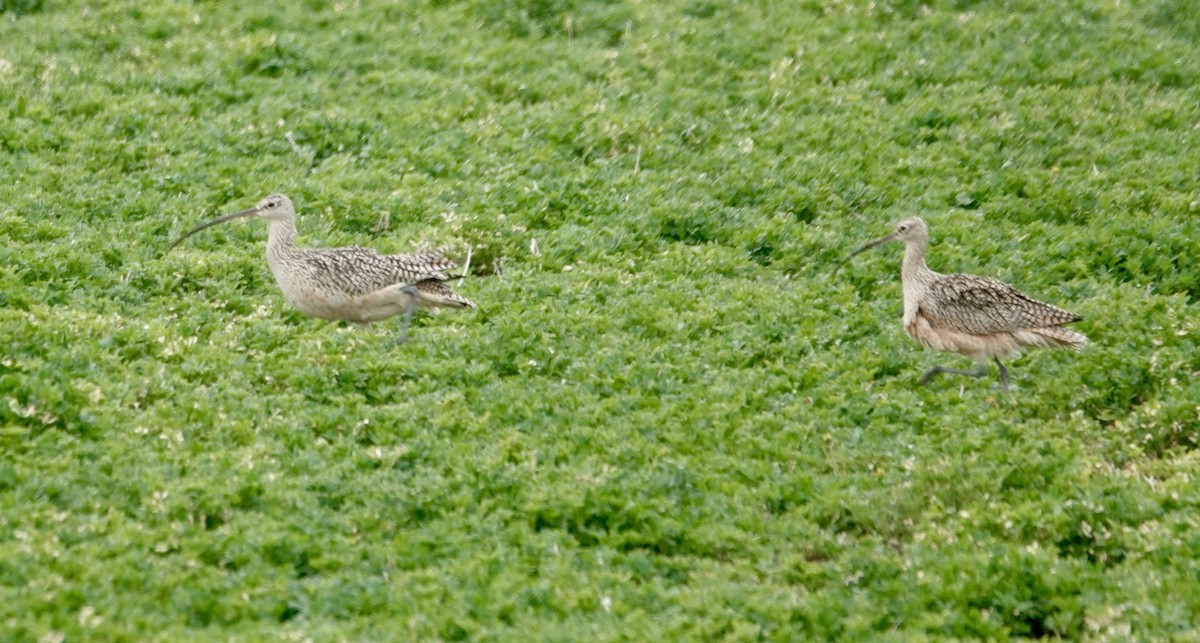 Long-billed Curlew - Jill Punches