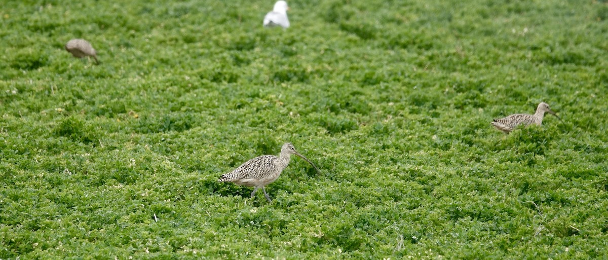 Long-billed Curlew - Jill Punches