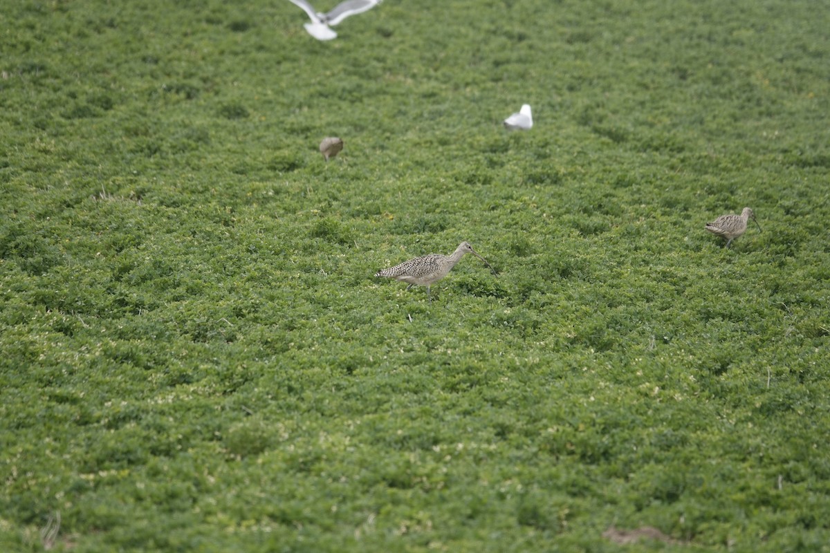 Long-billed Curlew - Jill Punches