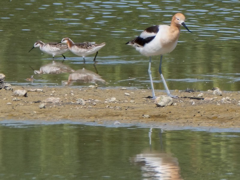 Phalarope de Wilson - ML618293181