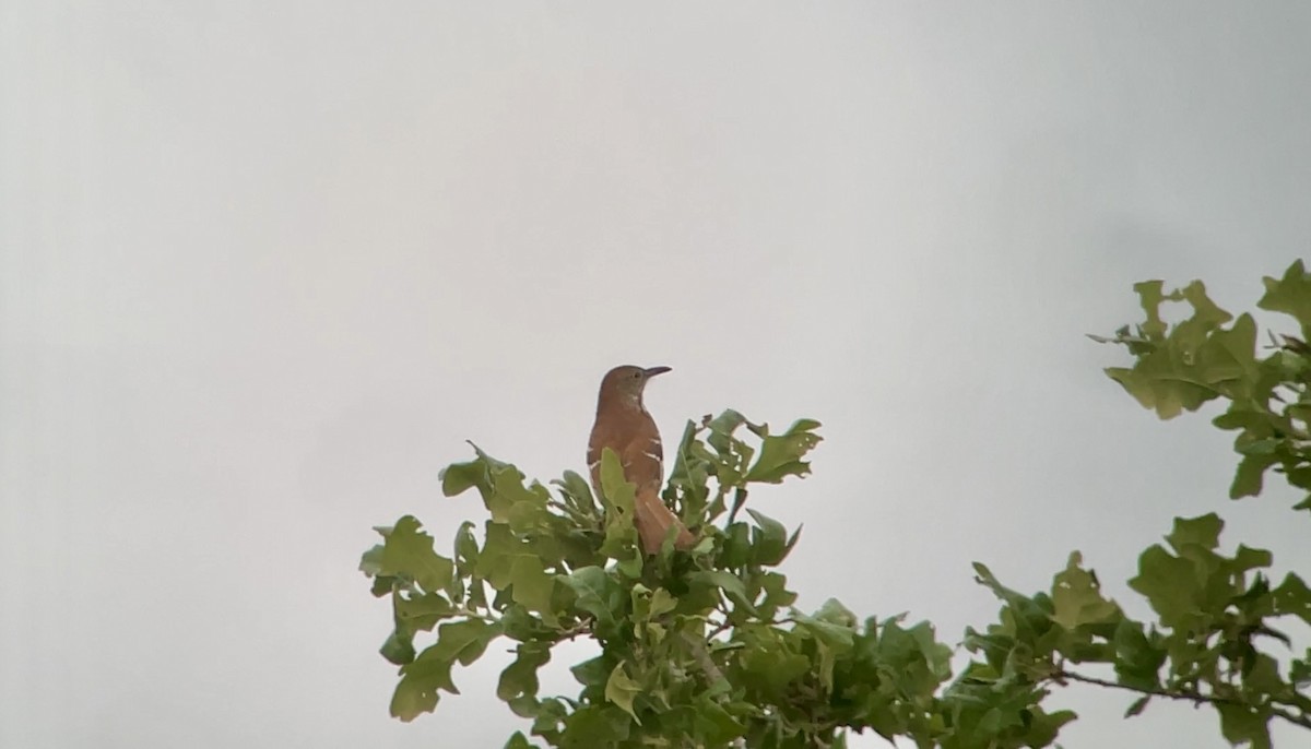 Long-billed Thrasher - ML618293185