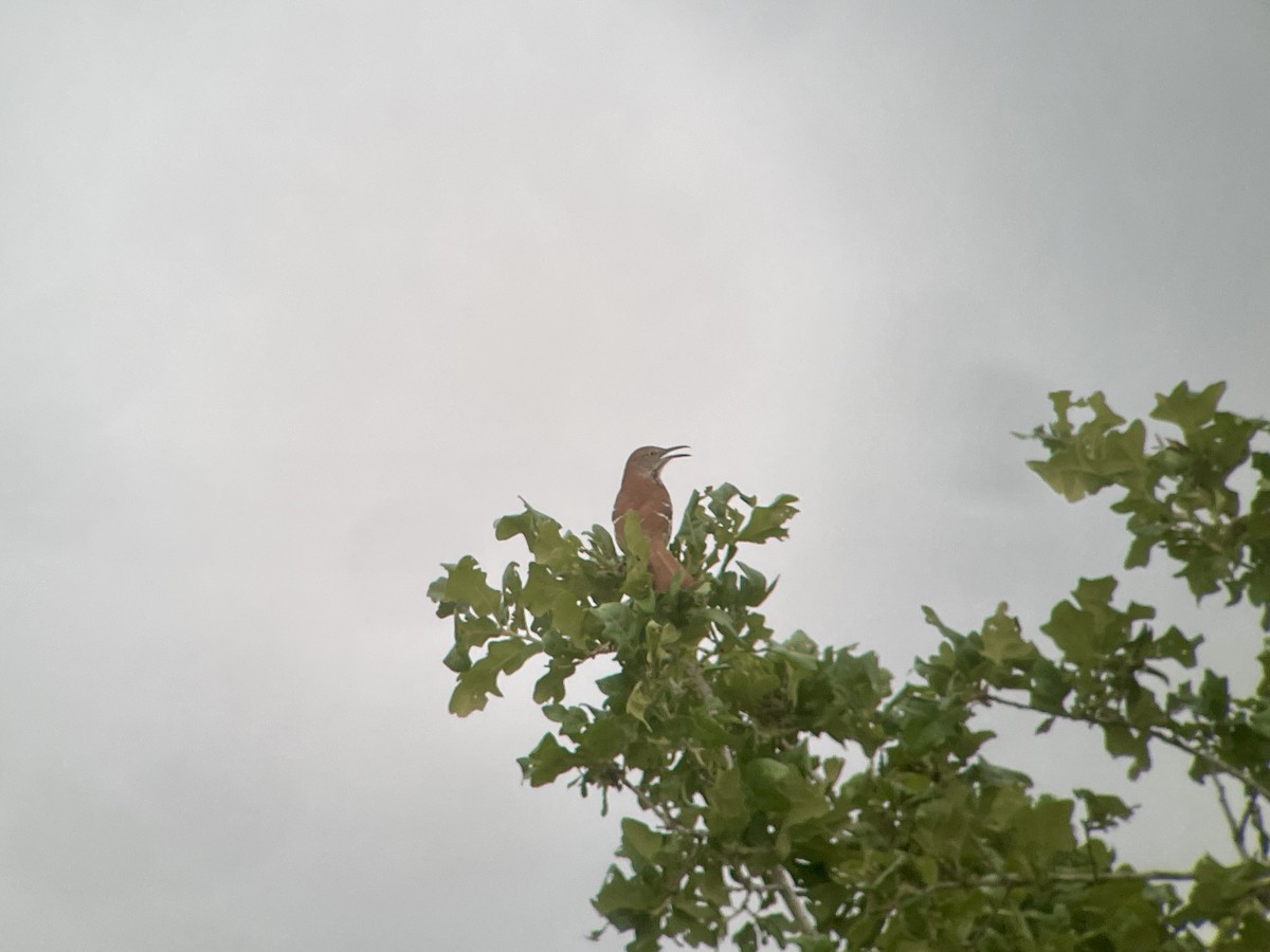 Long-billed Thrasher - ML618293186