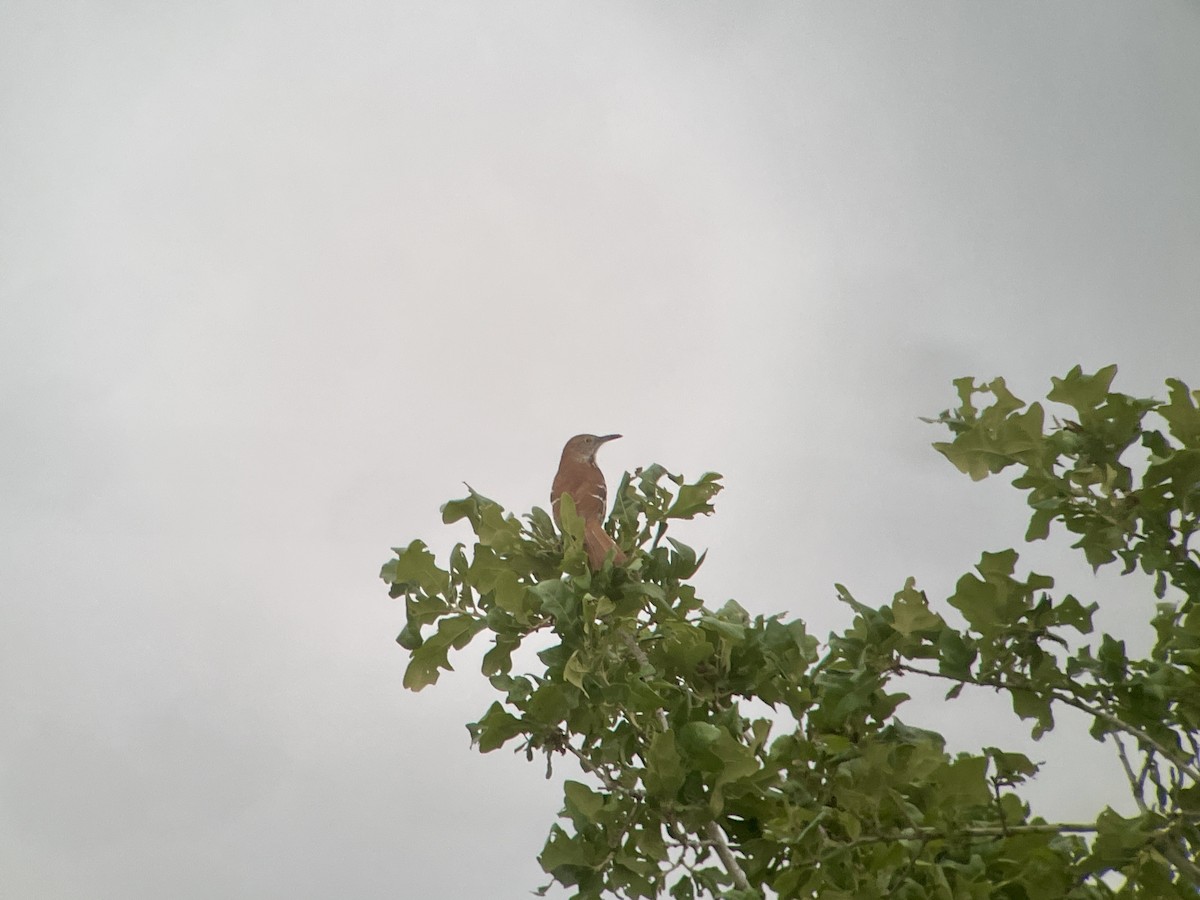 Long-billed Thrasher - ML618293187