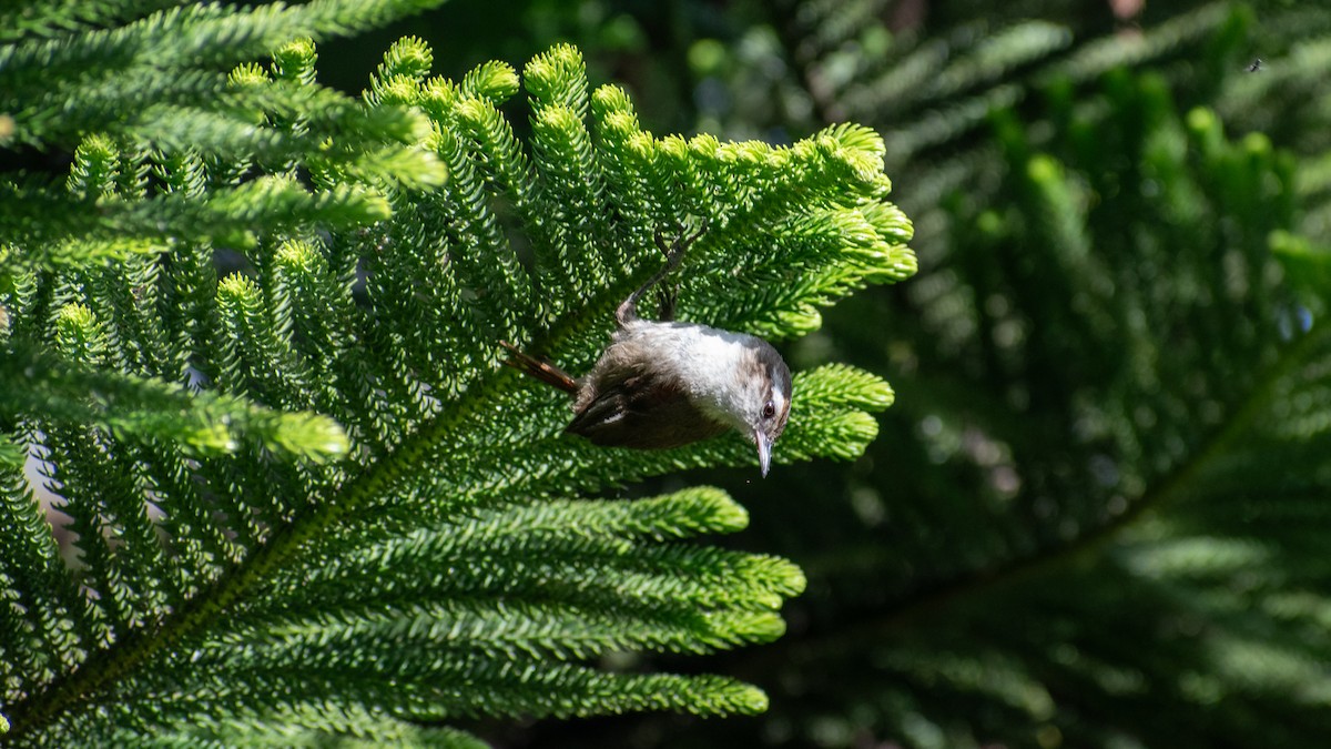 Stripe-crowned Spinetail - ML618293194