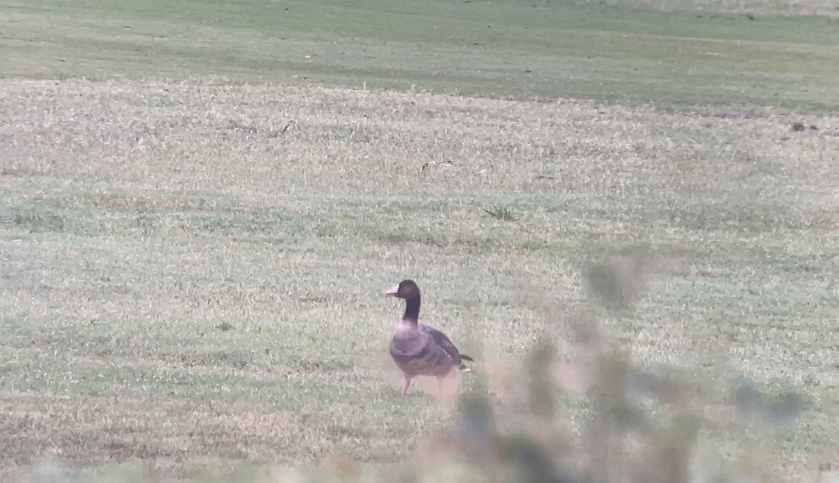 Greater White-fronted Goose - ML618293224