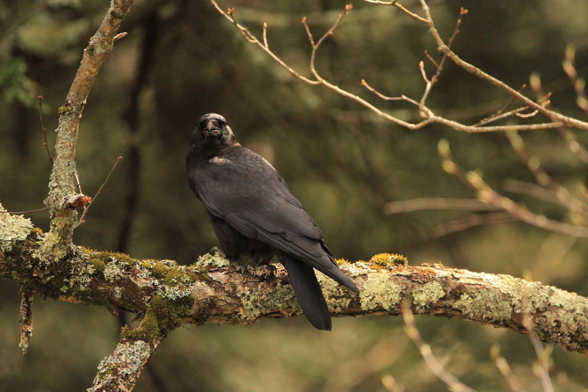 Common Raven - Kari Dietlin