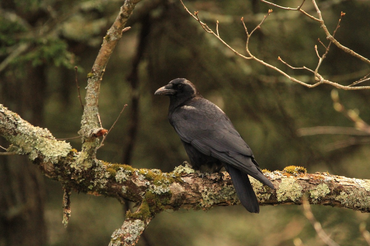 Common Raven - Kari Dietlin