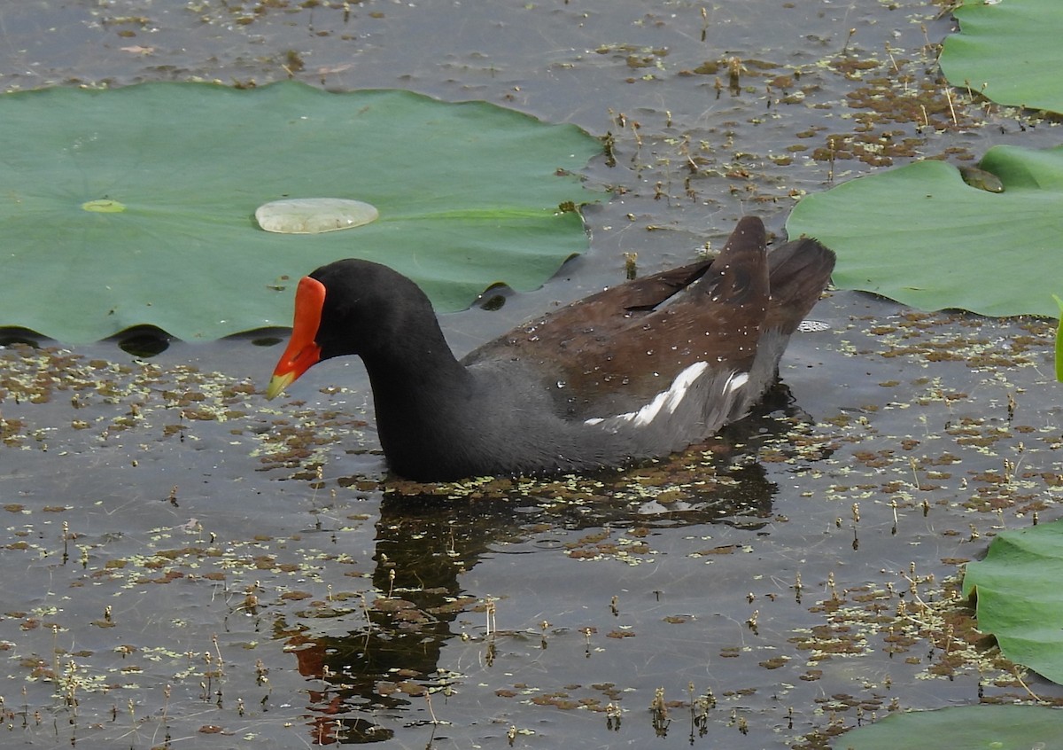 Common Gallinule - ML618293245