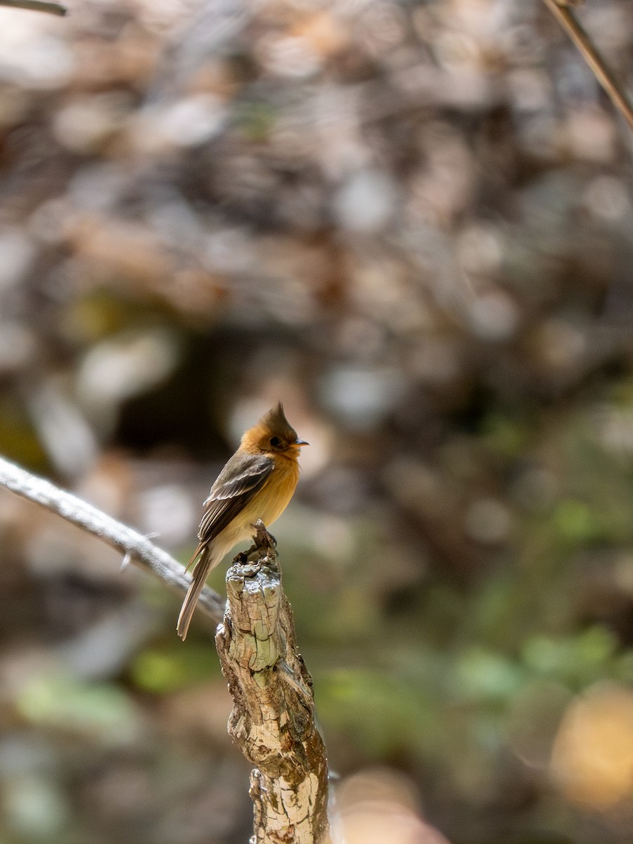 Tufted Flycatcher - ML618293254