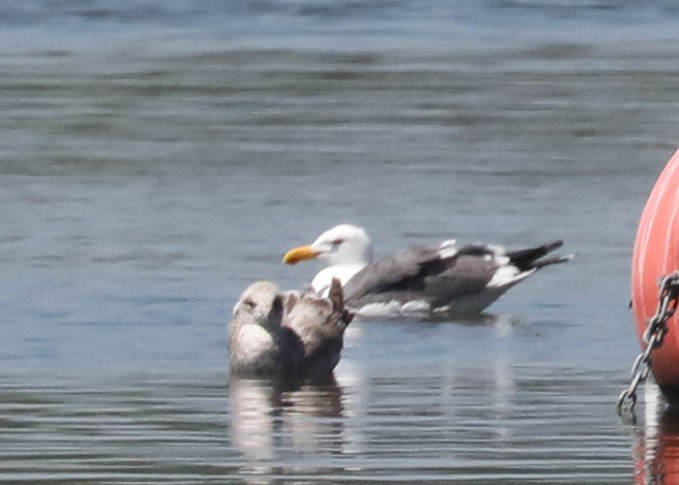 Yellow-footed Gull - ML618293273