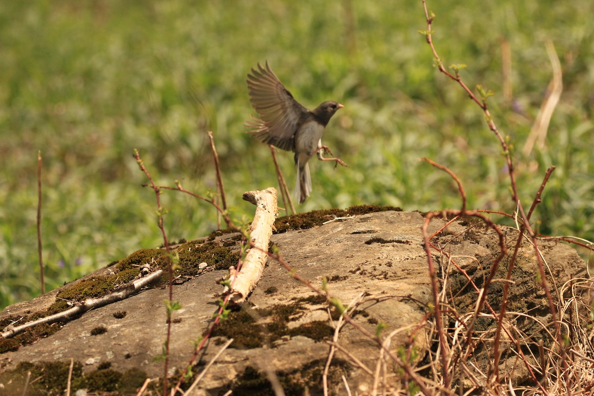 Dark-eyed Junco - Kari Dietlin