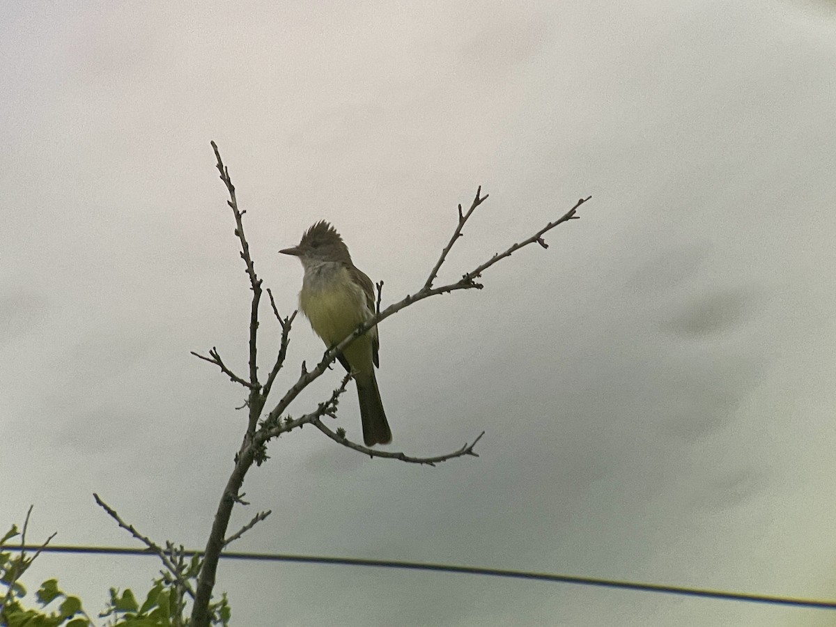 Brown-crested Flycatcher - ML618293303