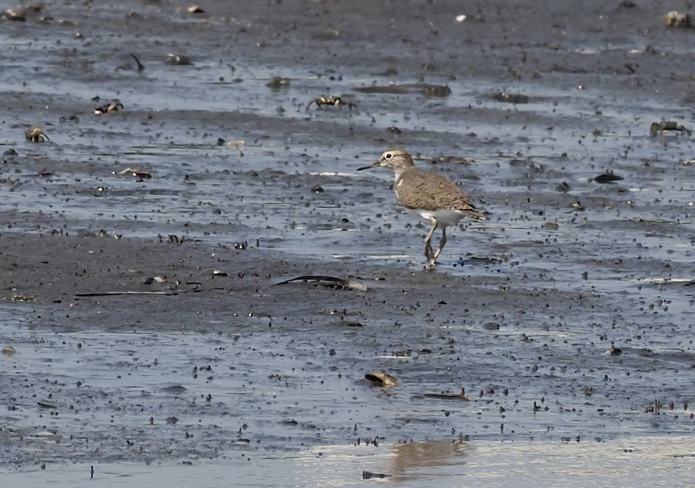 Common Sandpiper - ML618293314