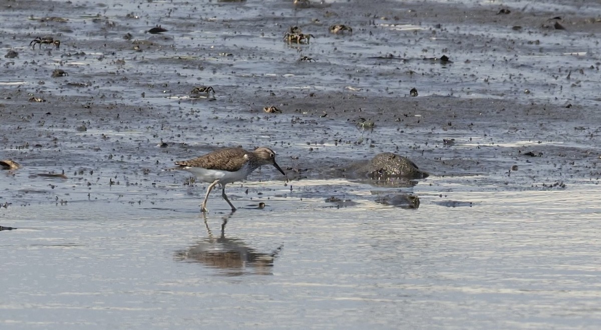 Common Sandpiper - 芳色 林