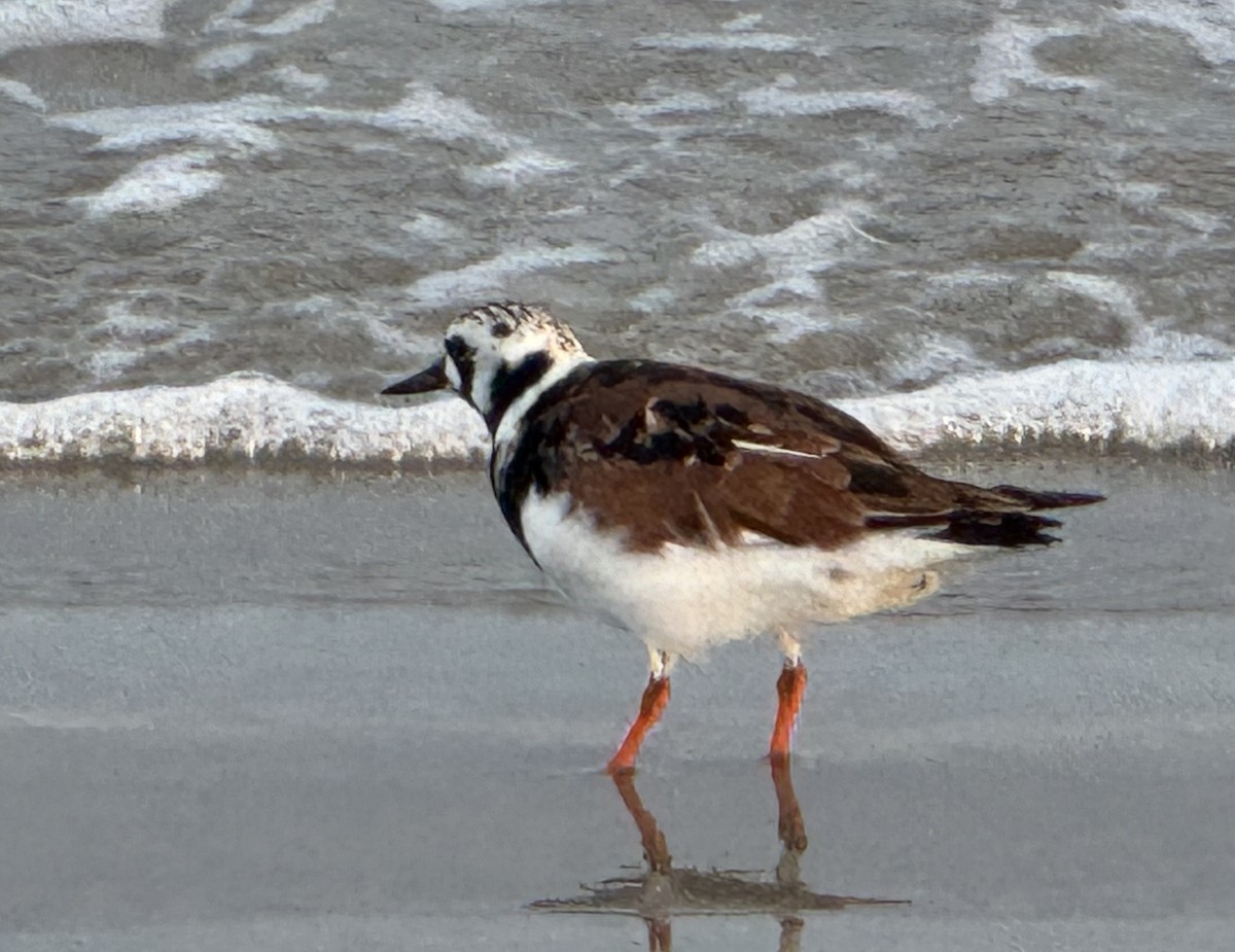 Ruddy Turnstone - Brenda Gonzales