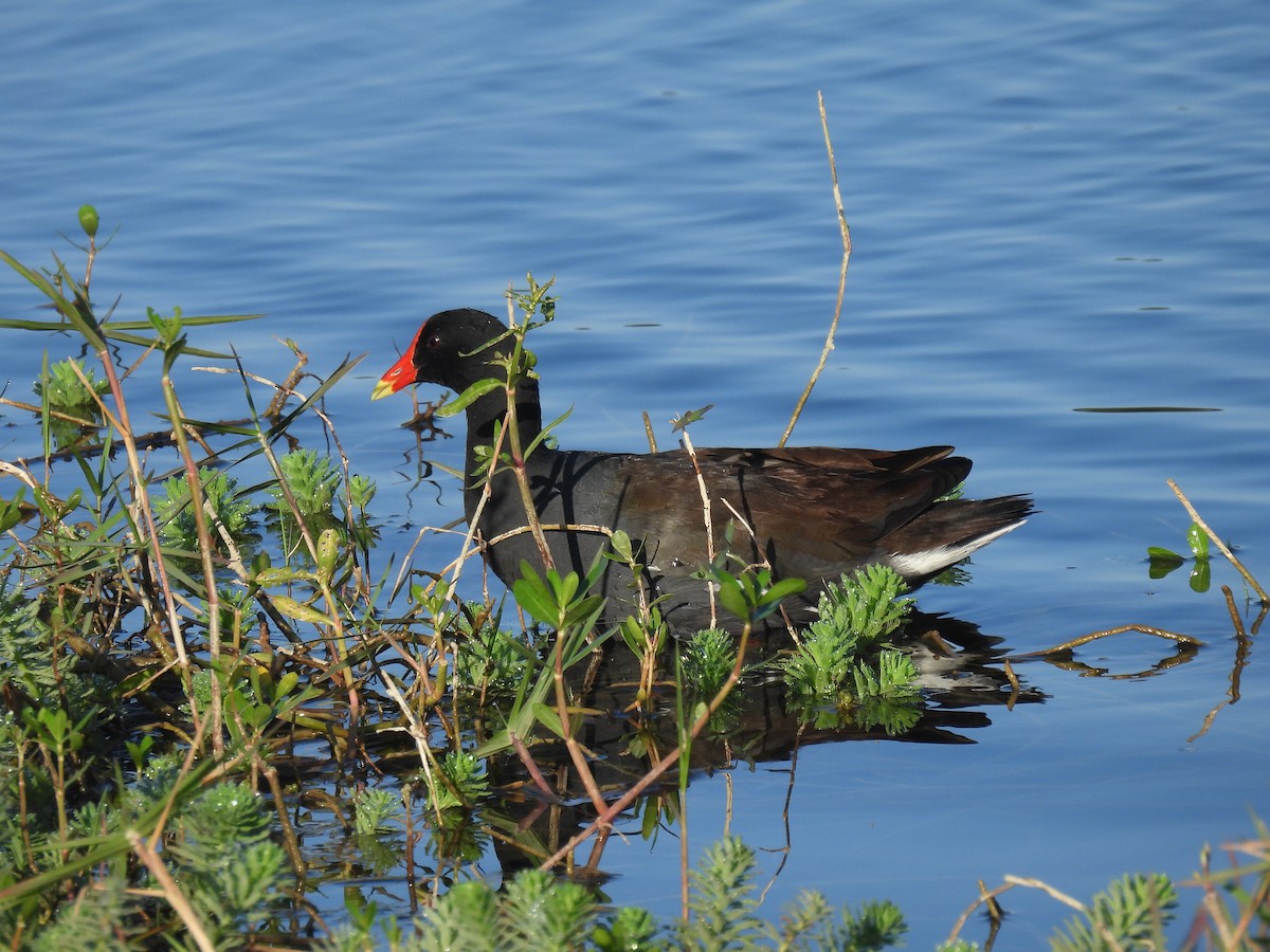 Common Gallinule - Lisa Schibley