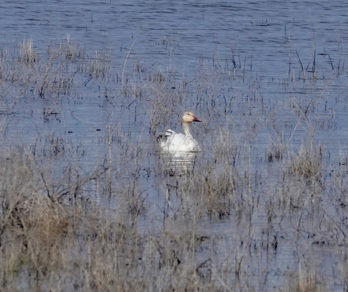 Snow Goose - Jill Punches