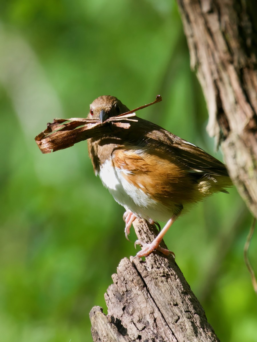 Eastern Towhee - Steve Luke