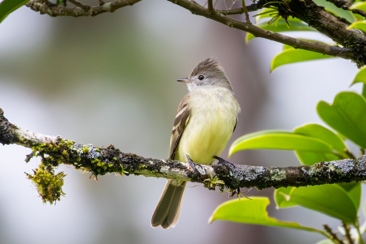 Yellow-bellied Elaenia - Michael Warner