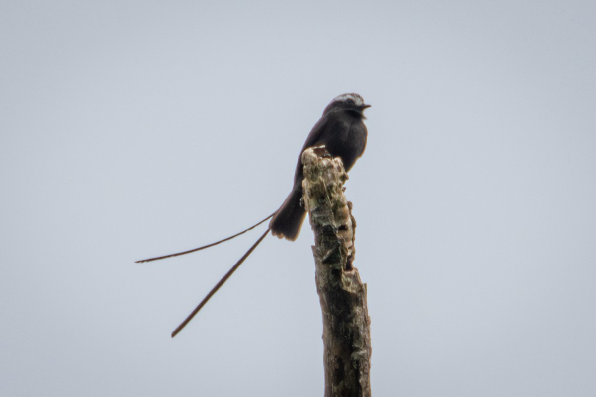 Long-tailed Tyrant - Michael Warner