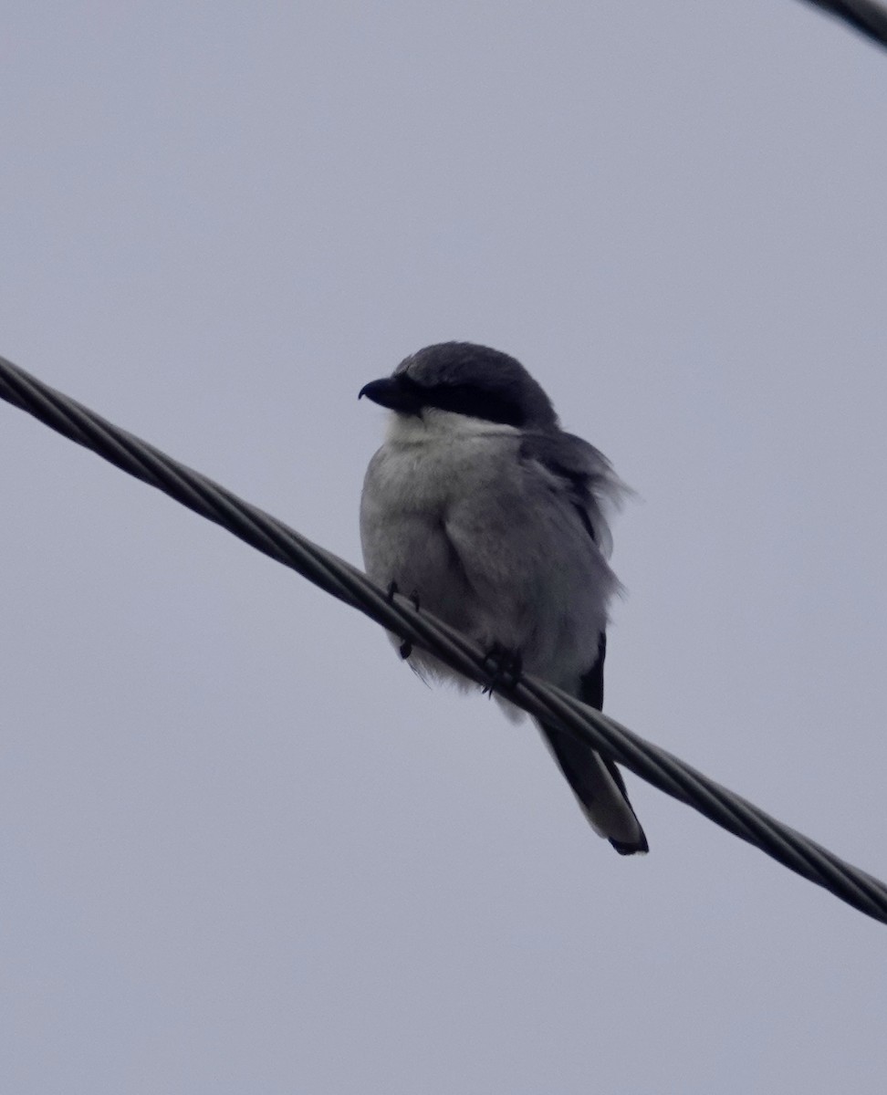 Loggerhead Shrike - Jill Punches