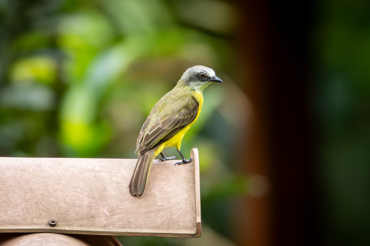 Social Flycatcher - Michael Warner