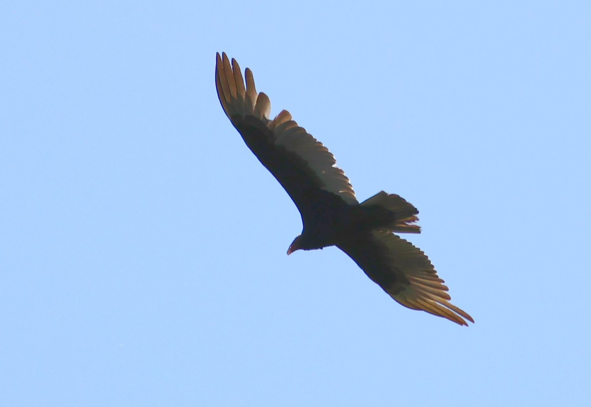 Turkey Vulture - Vince Folsom