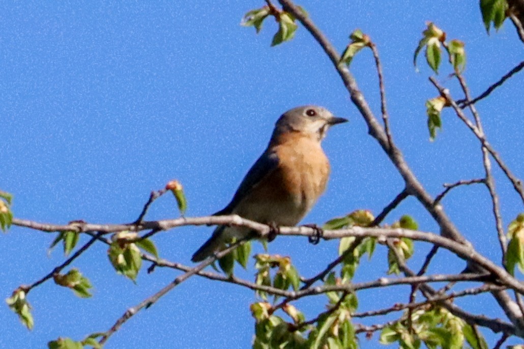 Eastern Bluebird - Laura Brown