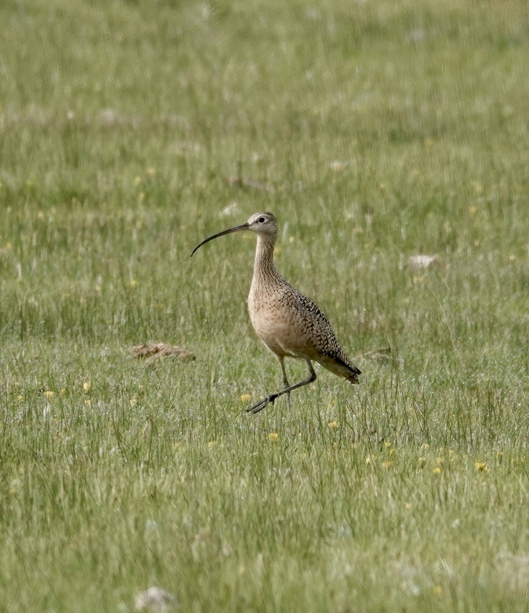 Long-billed Curlew - Jill Punches