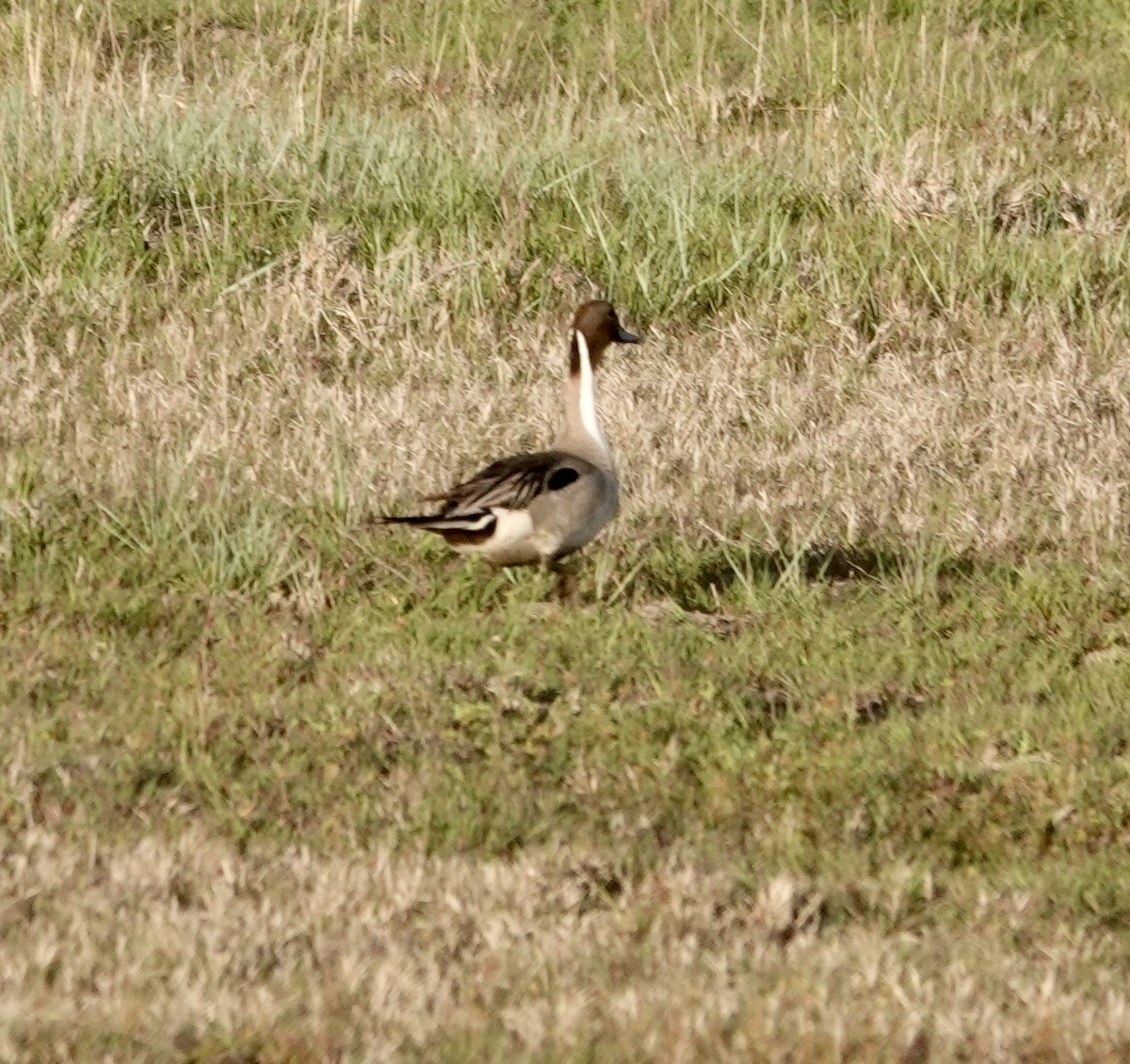 Northern Pintail - Jill Punches