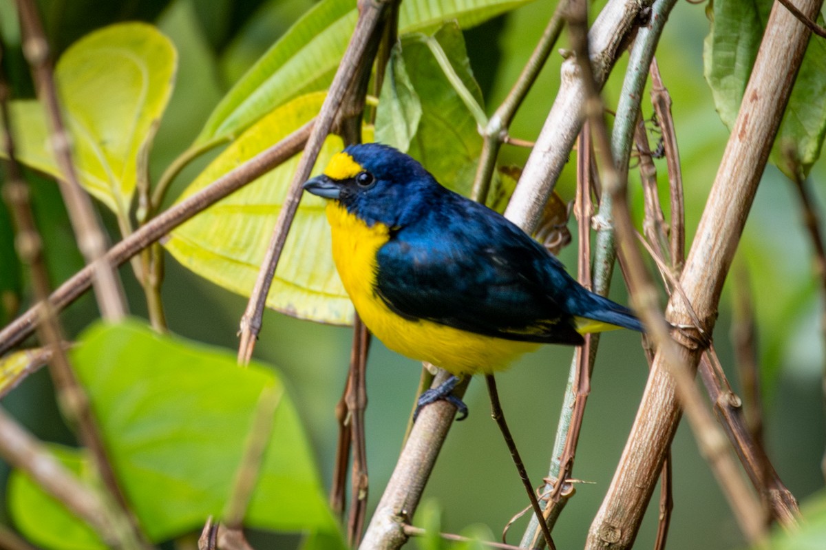 Yellow-throated Euphonia - Michael Warner