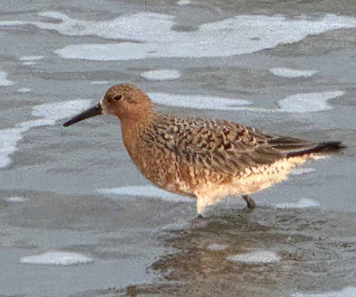 Red Knot - ML618293461