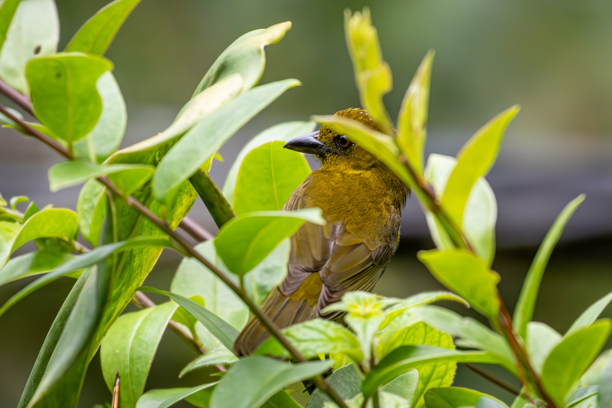 Carmiol's Tanager - Michael Warner