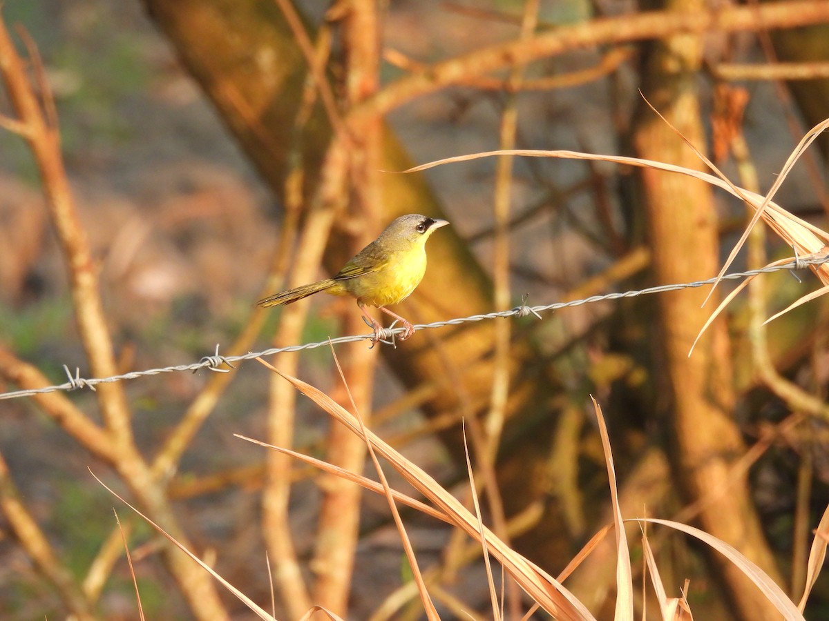 Gray-crowned Yellowthroat - Manuel Graniel