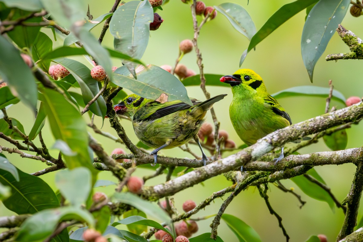 Emerald Tanager - Michael Warner