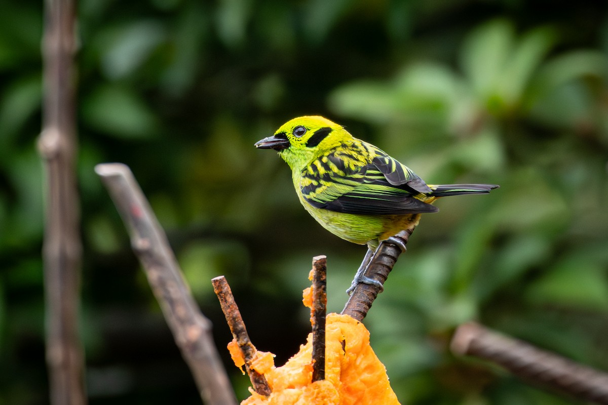 Emerald Tanager - Michael Warner