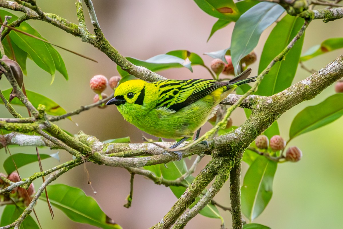 Emerald Tanager - Michael Warner