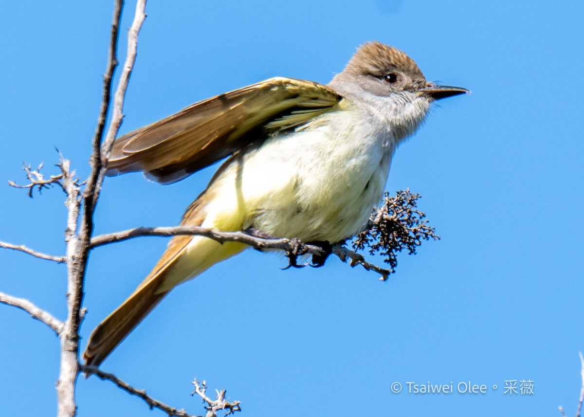 Ash-throated Flycatcher - Tsaiwei Olee