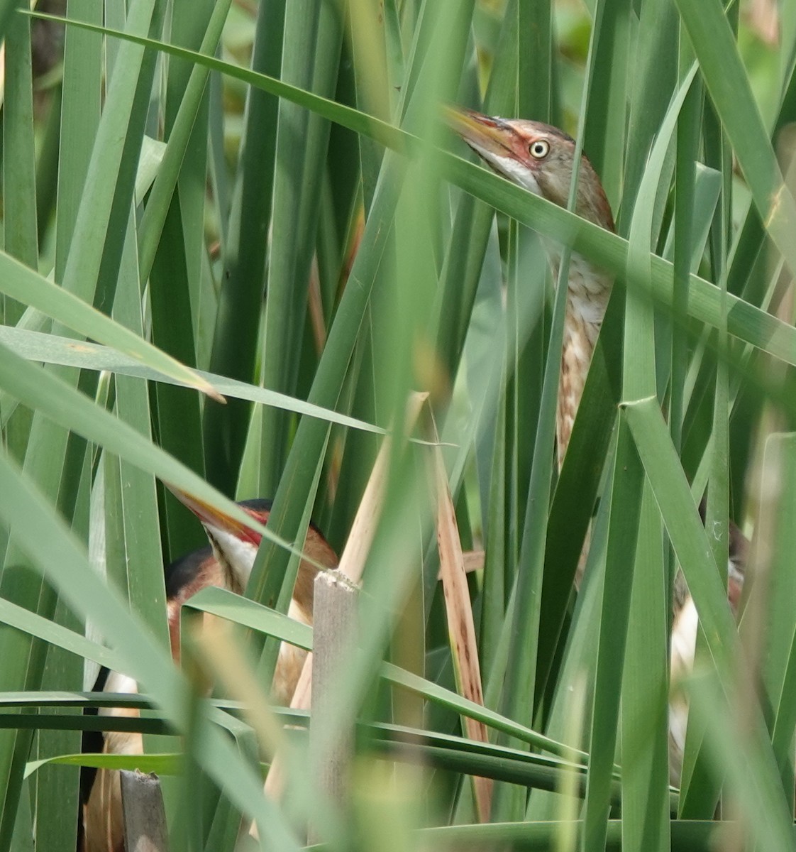 Least Bittern - Lilian Saul