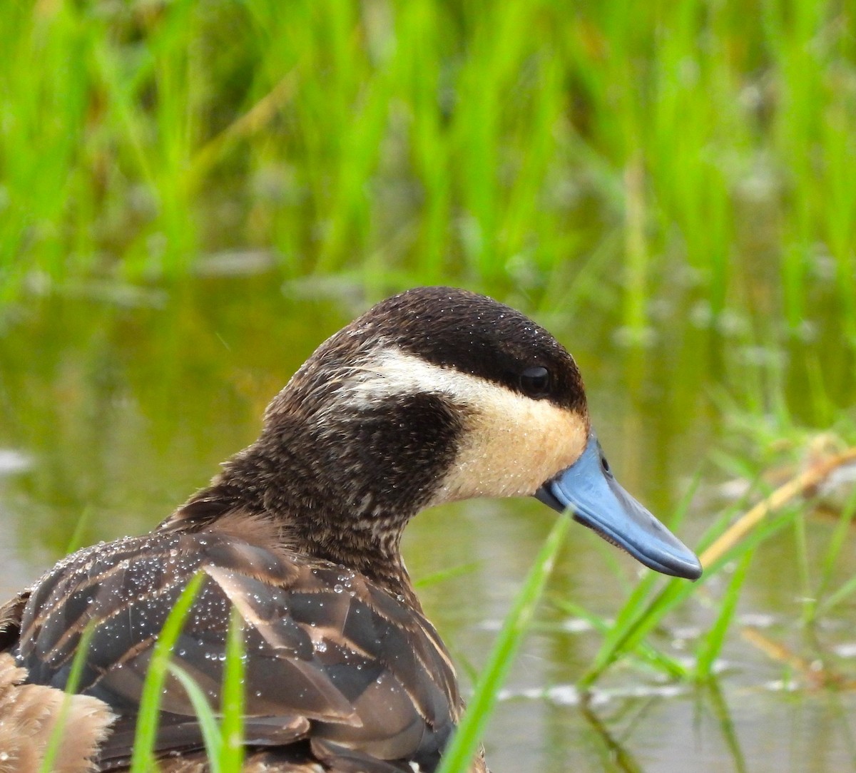 Blue-billed Teal - Lynn Scarlett