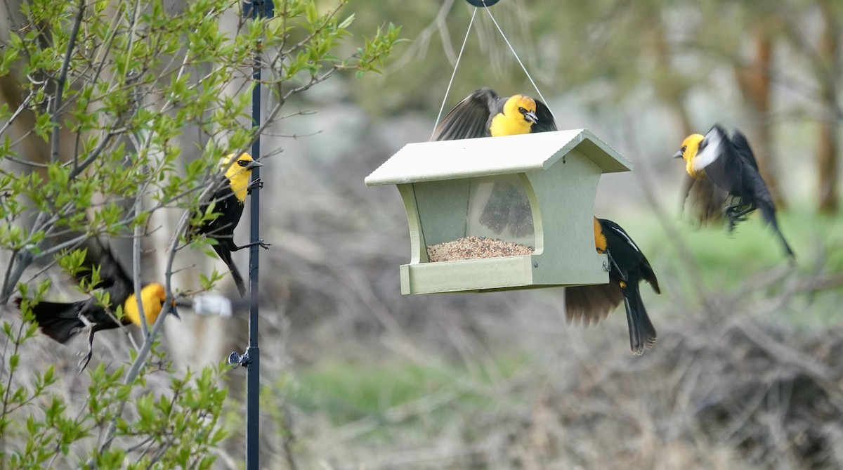 Yellow-headed Blackbird - Jill Punches